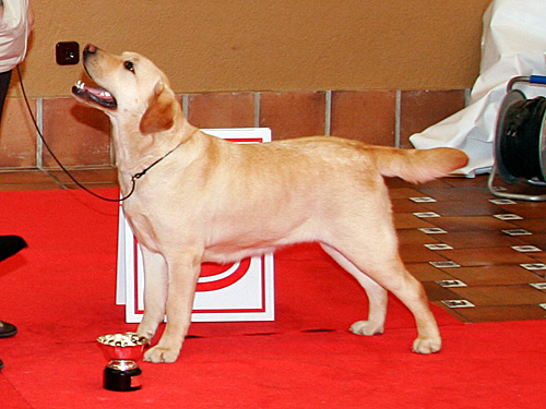 Harpocan Labradores