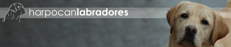 harpocan labradores