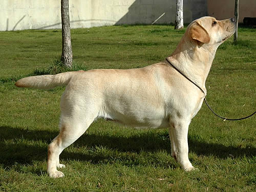 Belgairn Spanish Boy Harpocan