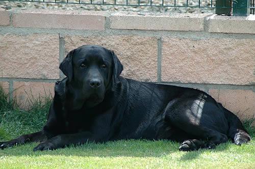 Boreas