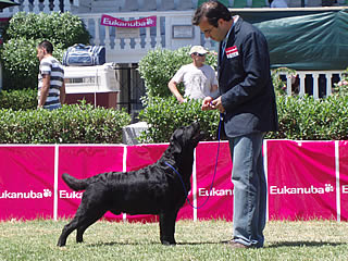 harpocan labradores