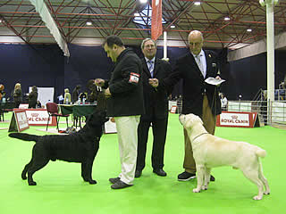 harpocan labradores
