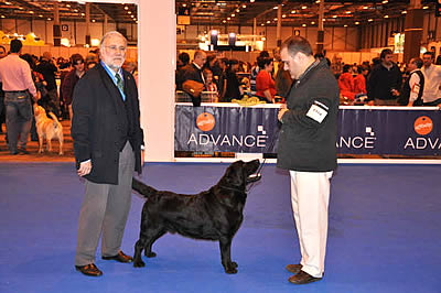 harpocan labradores