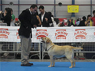 harpocan labradores
