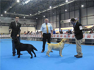 harpocan labradores