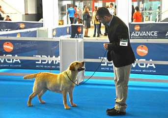 harpocan labradores