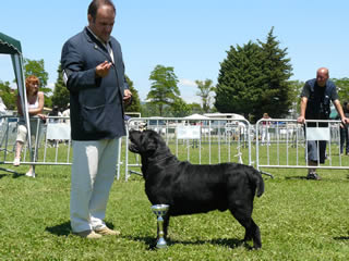harpocan labradores