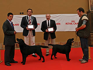 harpocan labradores